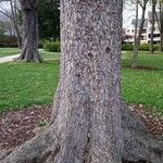 Picea orientalis Bark