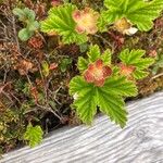 Rubus chamaemorus Ліст