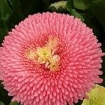Bellis rotundifolia Flower