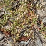 Gomphrena vermicularis Habit