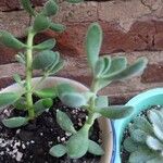 Crassula rogersii Hoja