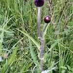 Cirsium heterophyllum Tervik taim