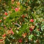 Ribes cereum Plod