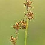 Juncus capitatus 花