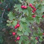 Crataegus x subsphaerica Fruit