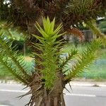 Araucaria angustifolia Hoja