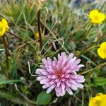 Crepis rubra Flor
