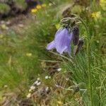 Campanula barbata花