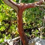 Arctostaphylos patula Bark