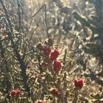 Cylindropuntia leptocaulis Фрукт