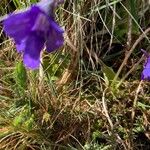 Pinguicula grandifloraപുഷ്പം