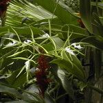 Epidendrum ciliare Yeri