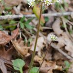 Micranthes virginiensis Hábitos