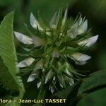 Trifolium retusum Fiore