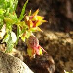 Lachemilla procumbens Flor