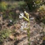 Silene nocturna Floare