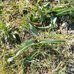 Narcissus bulbocodium Leaf