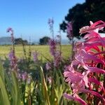 Watsonia borbonica 花