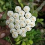 Hoya lacunosa Flor