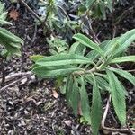 Salvia mellifera Lapas