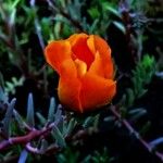 Portulaca grandiflora Цвят