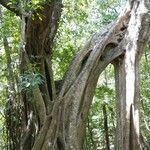 Ficus insipida Habitus
