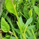 Linum grandiflorum Bark