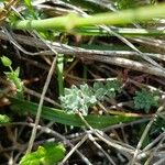 Alyssum alyssoides Frunză