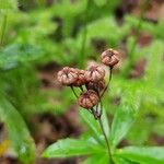 Chimaphila umbellata Fruto