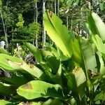 Calathea lutea Folio