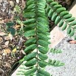 Sophora microphylla Hoja