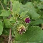 Arctium lappaFloare