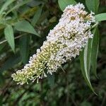 Buddleja albiflora Кветка