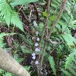 Ionopsis utricularioides Blüte
