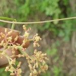 Cyphostemma adenocaule Fruit