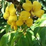Cenostigma tocantinum പുഷ്പം