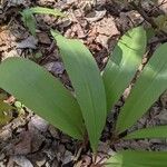 Allium tricoccum Feuille