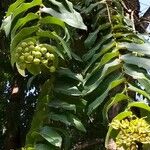 Duabanga grandiflora Cvet