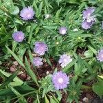 Stokesia laevis Цветок