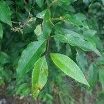 Ligustrum sinenseBlad