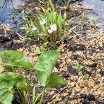 Baldellia ranunculoides Fiore