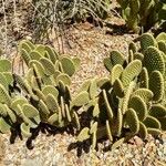 Opuntia rufida Blad