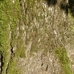 Acer × coriaceum Écorce