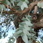 Eucalyptus cinerea Blad