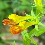 Melampyrum catalaunicum Cvet