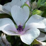 Althaea officinalis Blomst