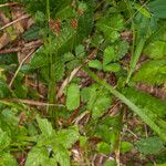 Luzula multiflora Habit