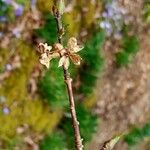 Euonymus hamiltonianus Frucht