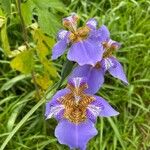 Trimezia coerulea Flower