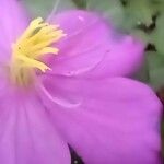 Dissotis rotundifolia Други